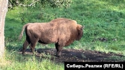 В зубровом питомнике