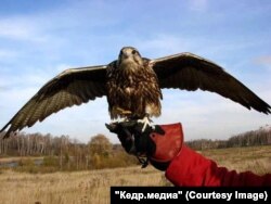 Птица вынуждена постоянно носить на лапах опутенки, чтобы оставаться в зафиксированном положении на перчатке при выездах в поле. Фото из соцсетей