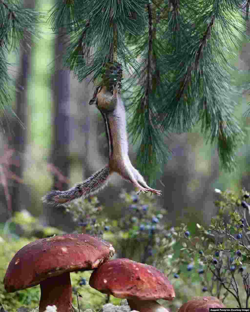 Wildlife Photos Siberia