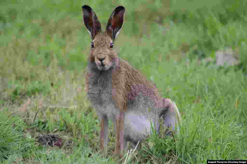 Wildlife Photos Siberia