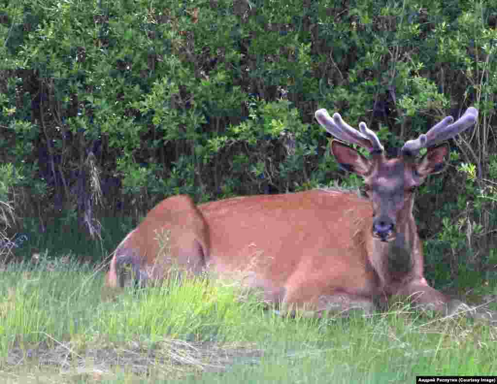 Wildlife Photos Siberia