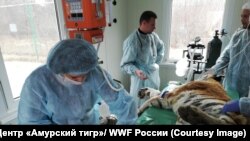 Раненую тигрицу оперируют. Фото предоставлено (С) Центр «Амурский тигр»/ WWF России