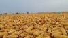 Kazakhstan – corn in Penjim village where Kazakhs and Uighurs live together, Almaty region, 28 October 2021